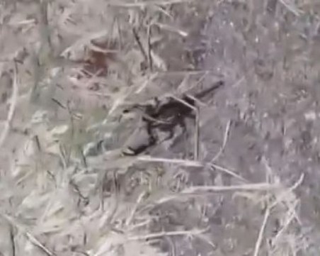 Скорпион изплаши жители на  Смирненски