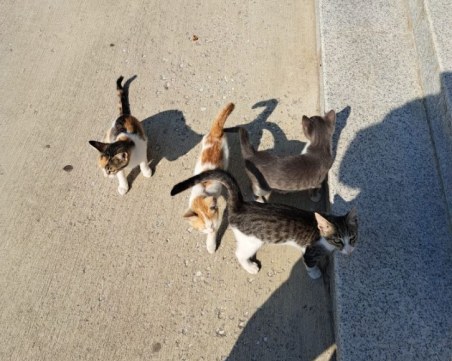 Английската гимназия в Пловдив подарява пет котенца