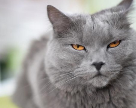 Какво символизира появата на коте в съня?