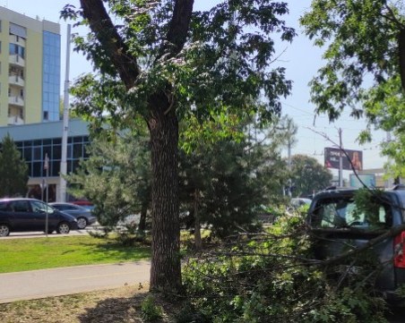 Клон падна върху паркирана кола в Пловдив