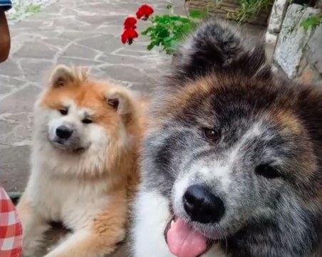 Мъжът, застрелял куче в Софийско, се оказа бивш полицай