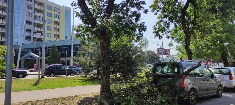 Клон падна върху паркирана кола в Пловдив