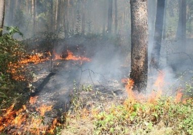 Пожар изпепели пет декара смесена гора над Хисаря  съобщава БНТ Огънят е