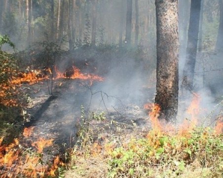 5 декара гора изгоряха над Хисаря