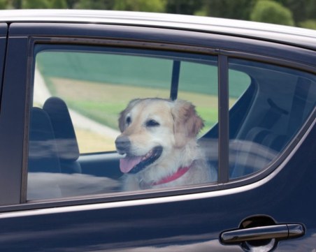 Прокуратурата разследва смъртта на кучета, заключени в кола от собственика си