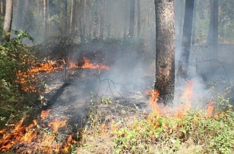 Пожар изпепели пет декара смесена гора над Хисаря, съобщава БНТ.Огънят е