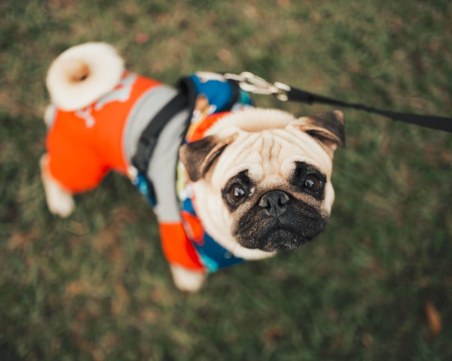 Как да дресираме кучето си?