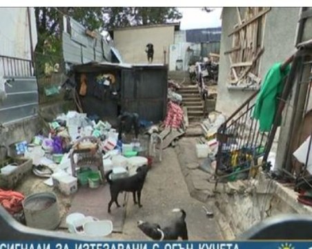 Жестокост над животни: Изхвърлят полуизгорели кучета пред къща