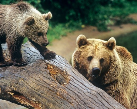 Масово възмущение след убийство на застрашен вид мечка в Италия