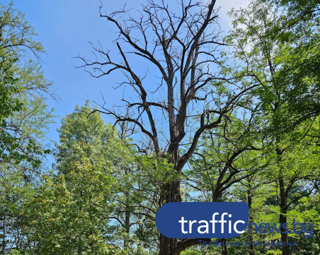 Опасно изсъхнало дърво в парк „Бунарджик” притеснява пловдивчани