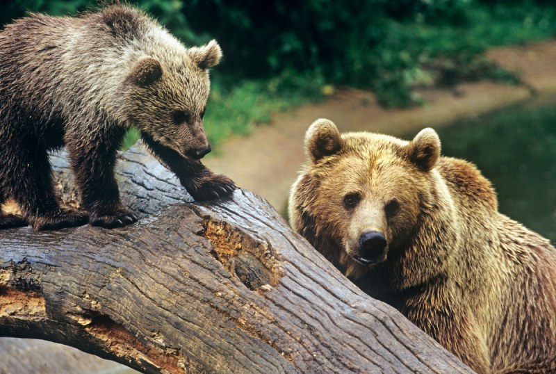 Масово възмущение след убийство на застрашен вид мечка в Италия