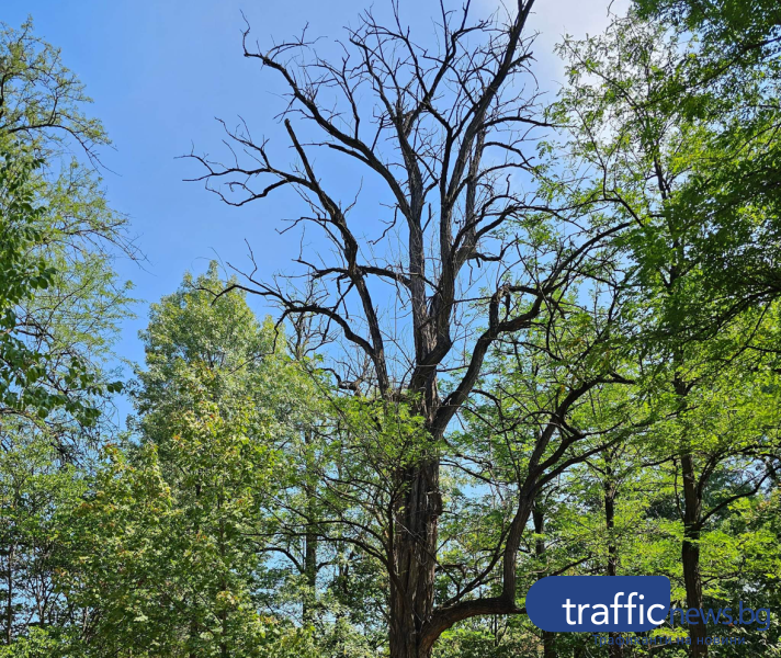 Изсъхнало дърво в парк Бунарджик обезпокоява посетителите му, сигнализира читател