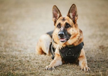 В Обединеното кралство полицейско куче на име Монти помогна за разкриването на сериен