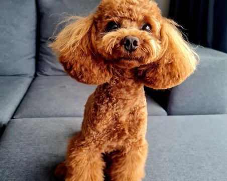 Откраднаха куче в Пловдив, стопаните му го издирват