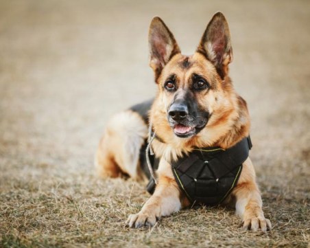 Полицейско куче надуши педофил във Великобритания