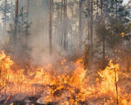 Важни факти за горските пожари и какво да правим, ако се окажем около такъв