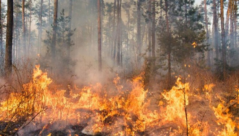 Важни факти за горските пожари и какво да правим, ако се окажем около такъв