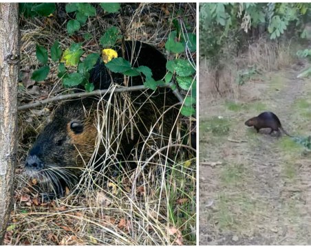 Нутрия се разходи из Лаута в Пловдив