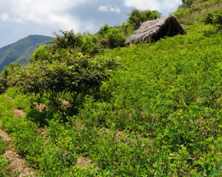 Колумбия с нов рекорд в производството на кокаин