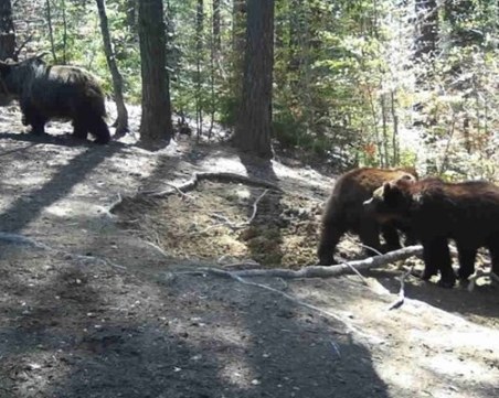 Експерт: Мечките в Троянския балкан са над 100, вече са проблем