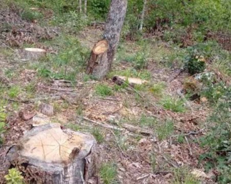 Проверяват сечта в района на Царево за пет години назад