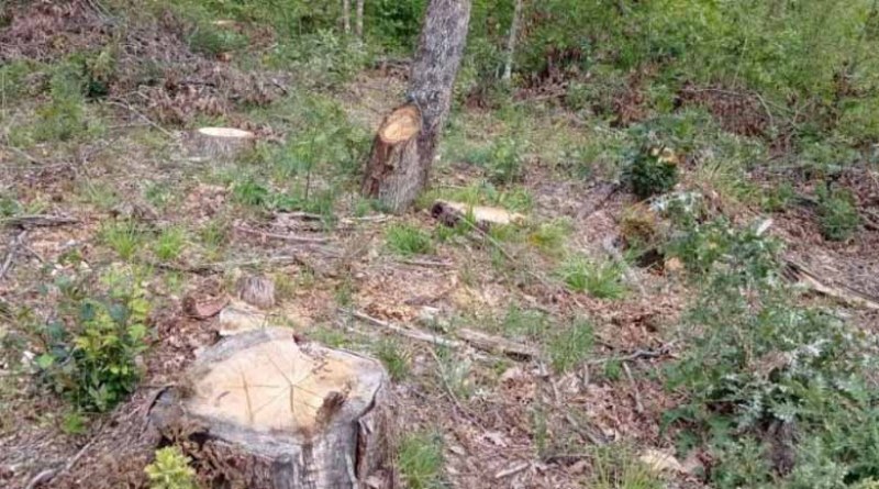 Проверяват сечта в района на Царево за пет години назад