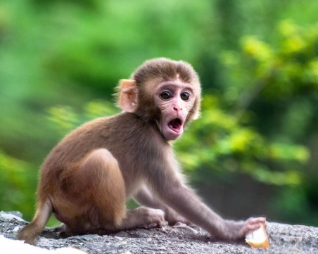 Какво се случва, ако маймуните разполагат с пари?