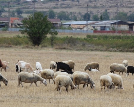 Убитият край Скутаре е пастир, извършителят още не е заловен