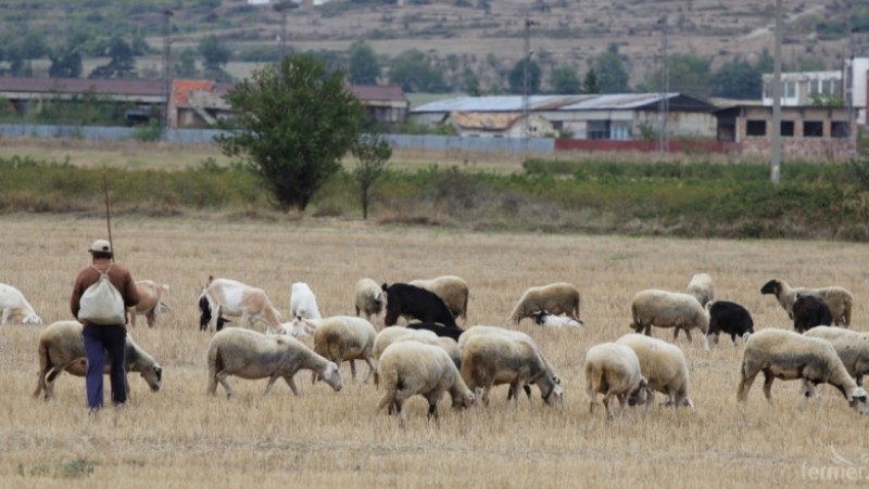 Убитият край Скутаре е пастир, извършителят още не е заловен
