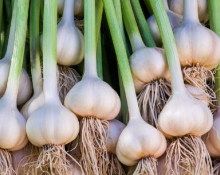 Евтин зеленчук може да замести аспирина - сваля кръвното и разрежда кръвта