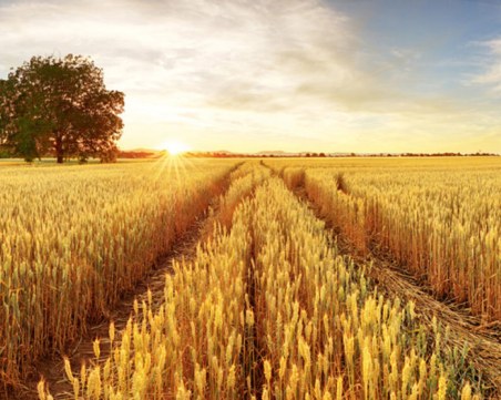 Аграрната камара определи твърдения от брифинга на Денков за зърното като неверни