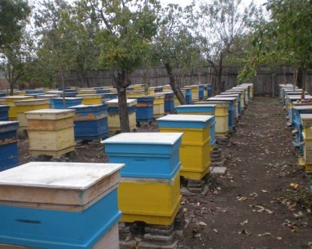 Пчеларите в България също излизат на протест