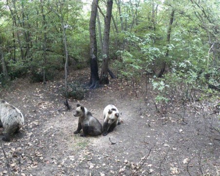 Засякоха мечка с две малки в района на Марково