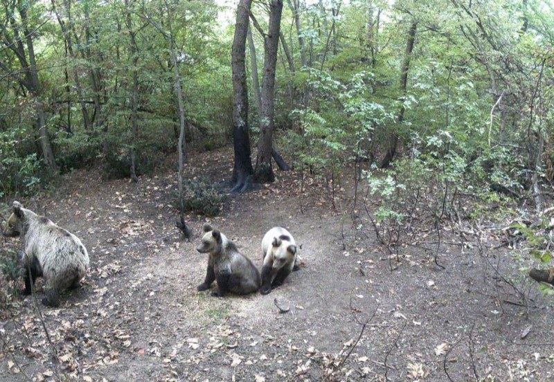 Засякоха мечка с две малки в района на Марково