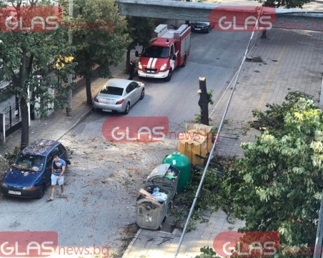 Дърво се сгромоляса върху кола в Пловдив