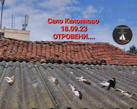 Трупове на десетки кучета и котки в Калояново, подозират умишлено убийство