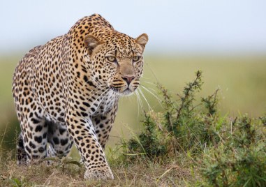 Леопард ухапа момиче в зоопарка във Варна съобщават от институцията