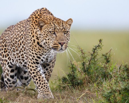 Леопард ухапа момиче в зоопарка във Варна