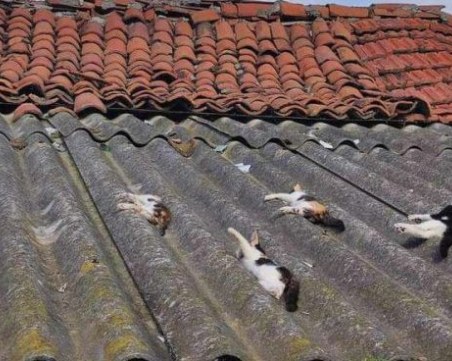 Взимат проби от труповете на кучета и котки, открити в Калояново