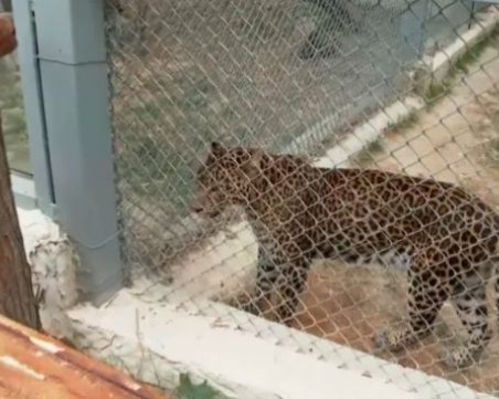Майката на ухапаното от леопард момиче: Надявам се да и бъде за урок