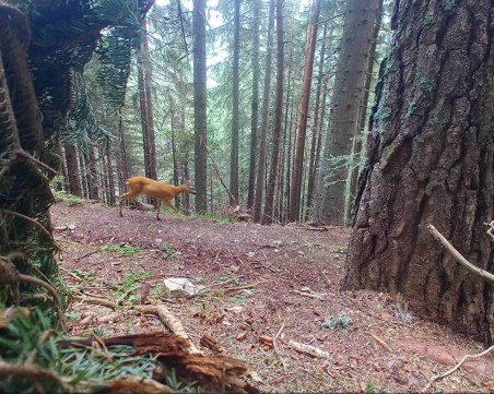 Заловиха бракониери с фотокапан в „Национален парк Рила