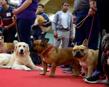 Над 300 кучета от 9 държави ще напълнят Колодрума