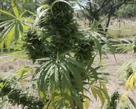 80-годишна жена е отглеждала канабис в двора си, сушила го е на тавана