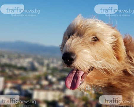 Глоба, ако не впишете домашния си любимец в книгата на етажната собственост