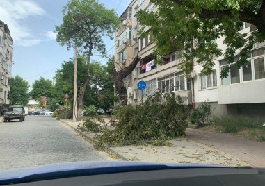 Неизвестни режат клони на дървета по различни места в Пловдив