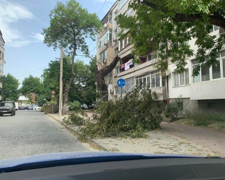 Неизвестни кастрят клони в Пловдив, от ОП 
