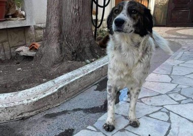 Търси се изгубено кученце на име Шуша в Куклен Тя