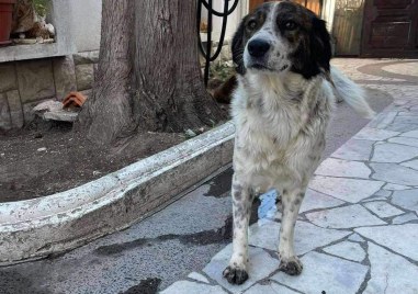 Шуша е изчезнала в Куклен - виждали ли сте я?