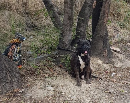 Изоставиха домашно куче в Пловдив, вързано за дърво и с намордник