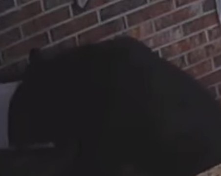 Мечка се промъкна в къща и се насочи към хладилника